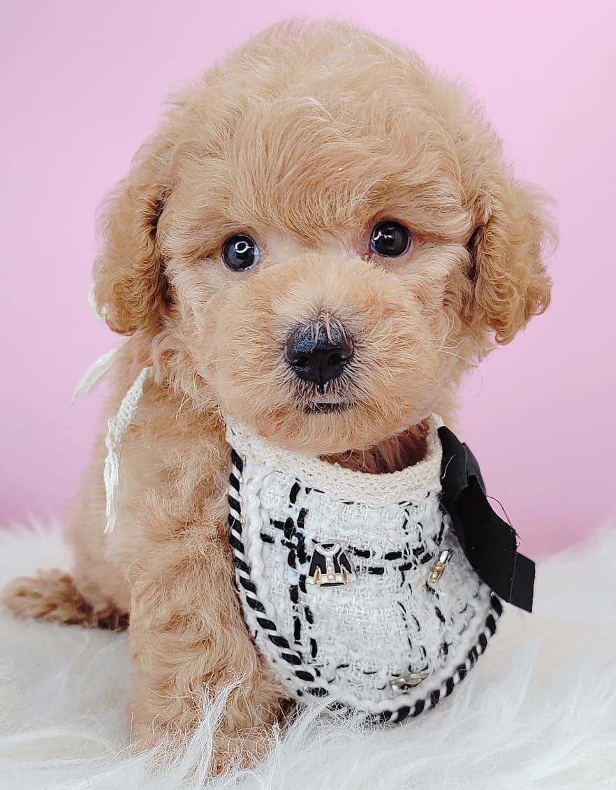 Poodle 璐靛娉拌开