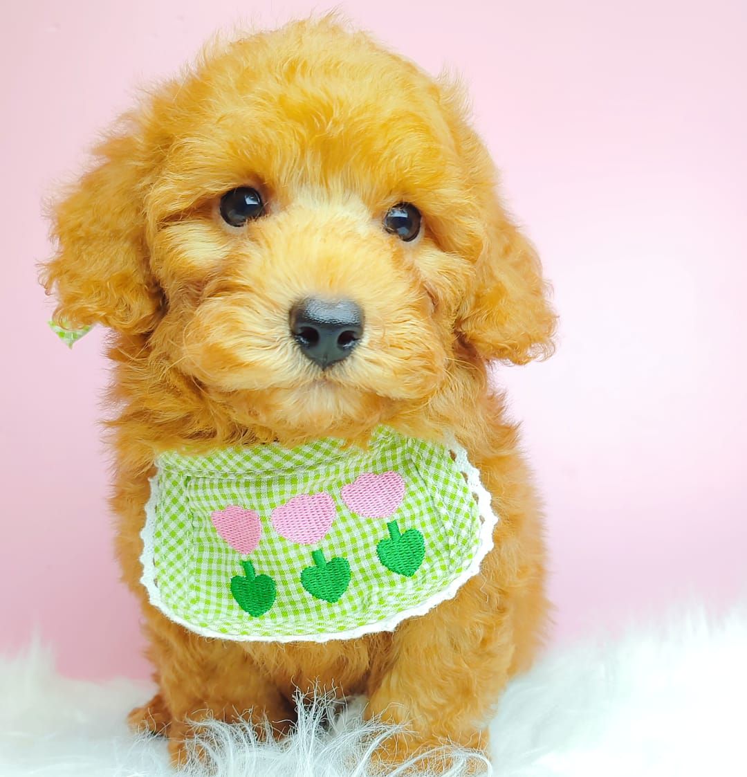 Poodle 娉拌开璐靛