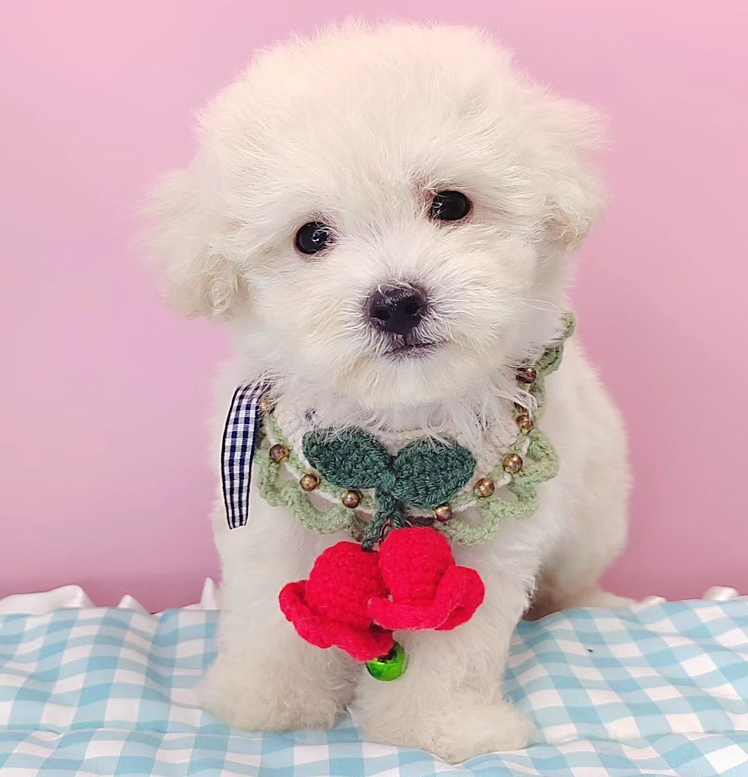 Poodle 娉拌开璐靛