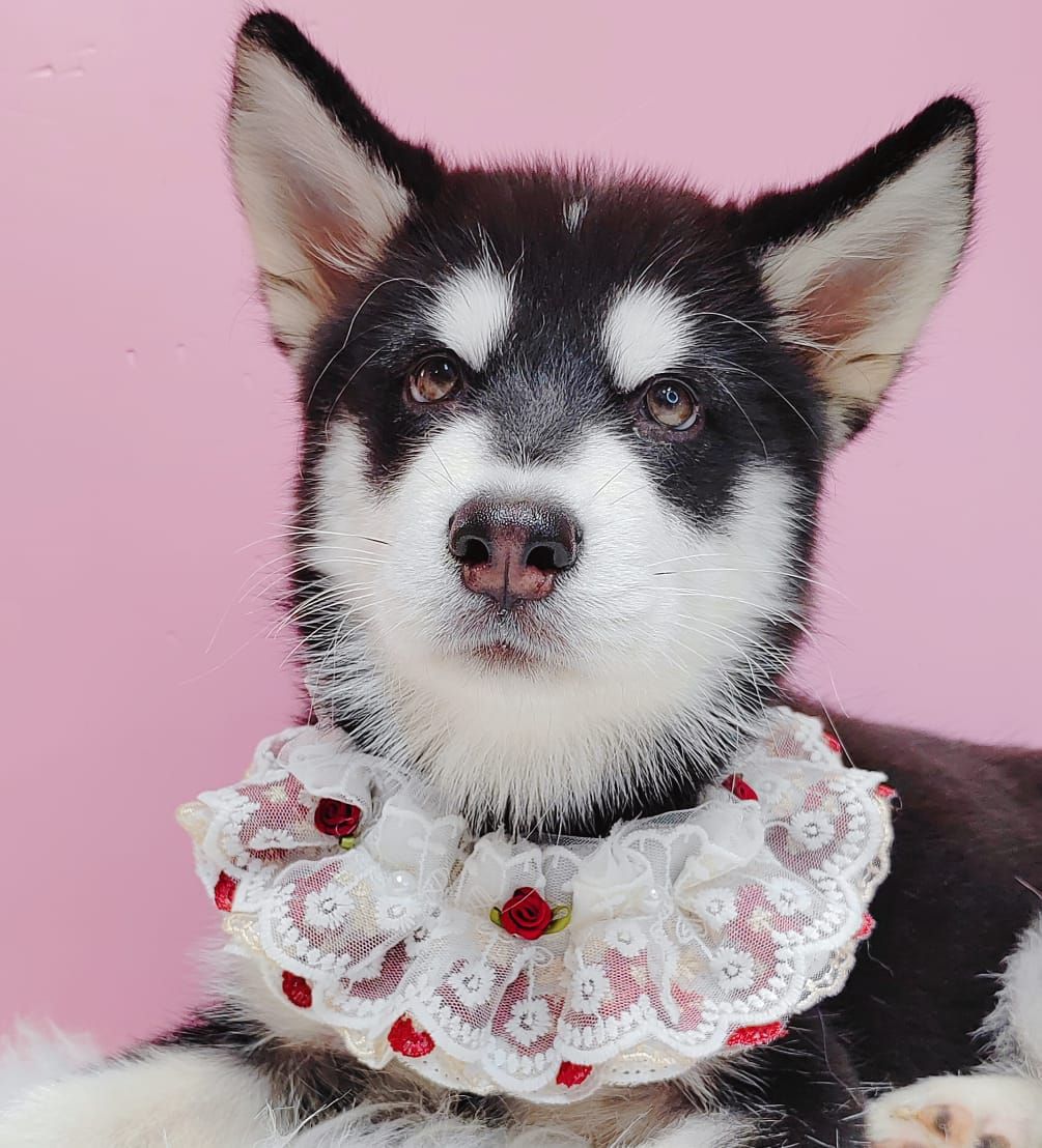 Alaskan Husky 阿拉斯加哈士奇