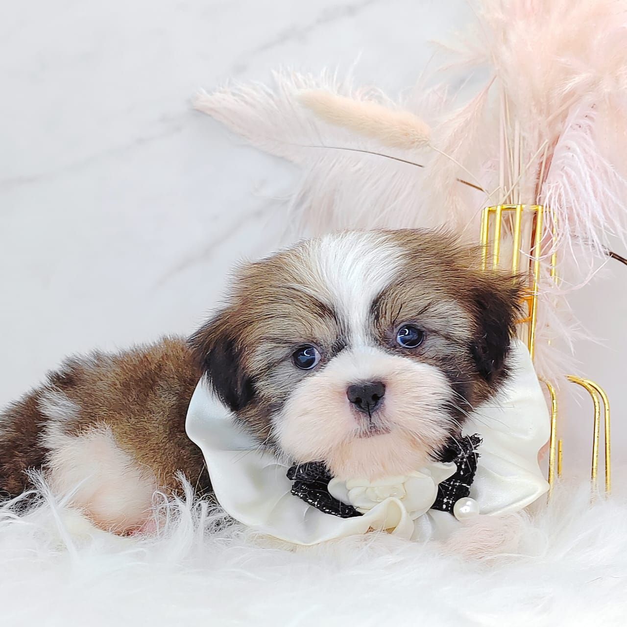 Shih Tzu 西施