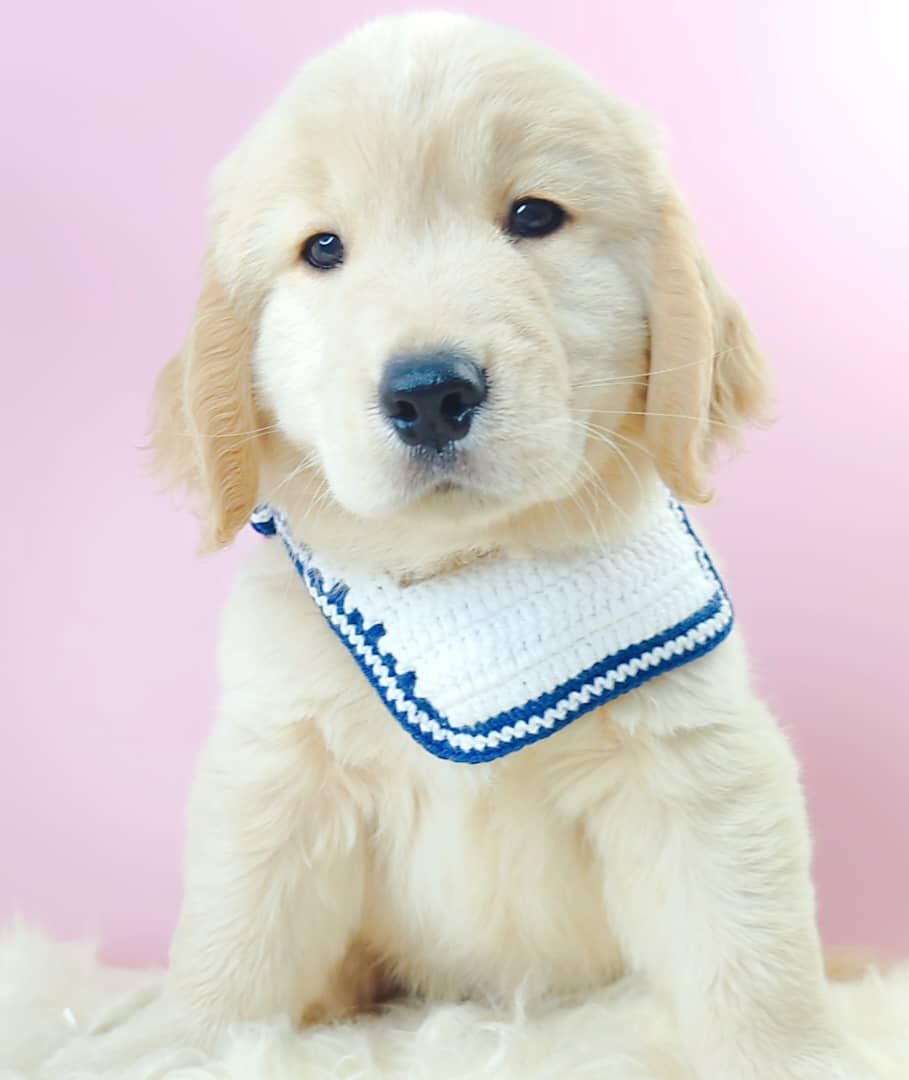 Golden Retriever 黄金猎犬