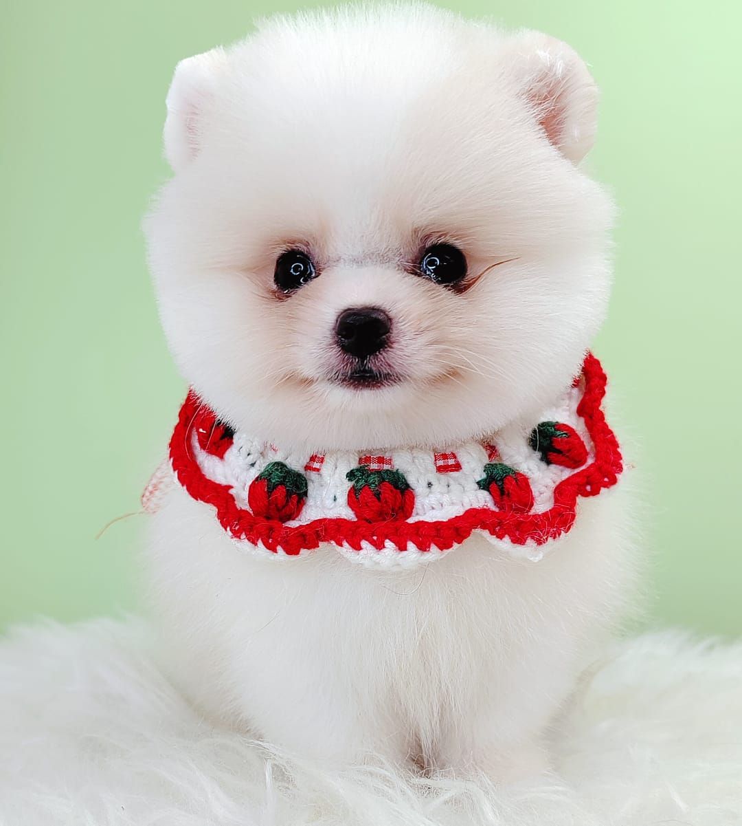 Pomeranian 博美