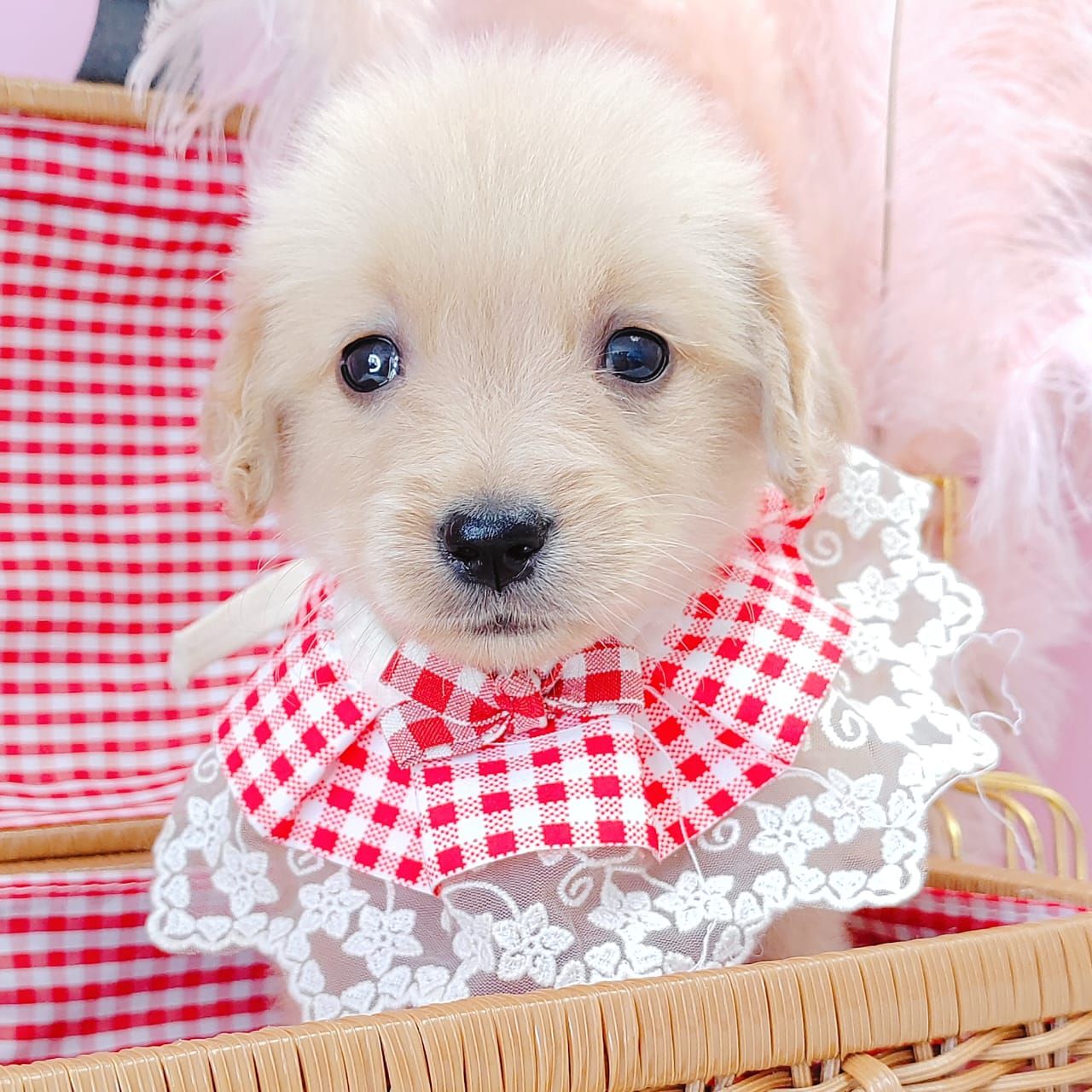Golden Retriever 黄金猎犬
