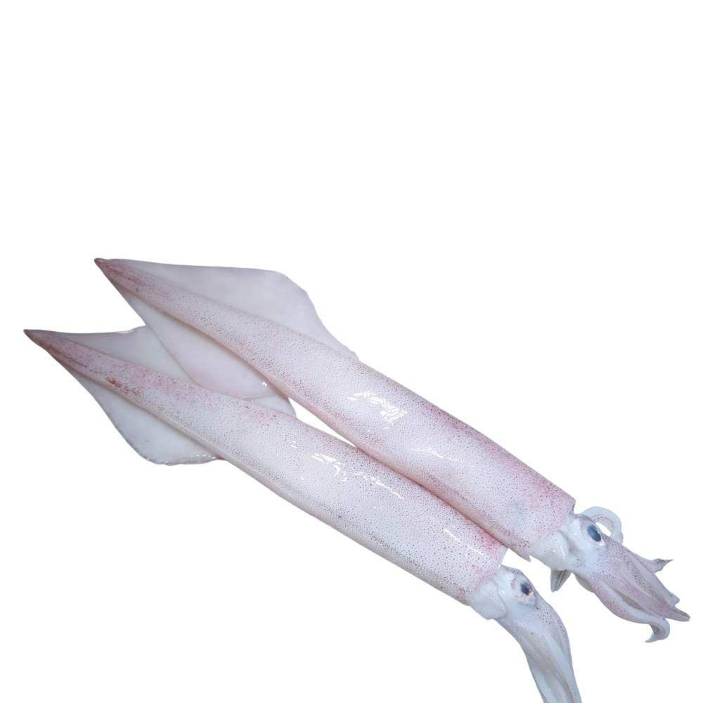 Needle Squid