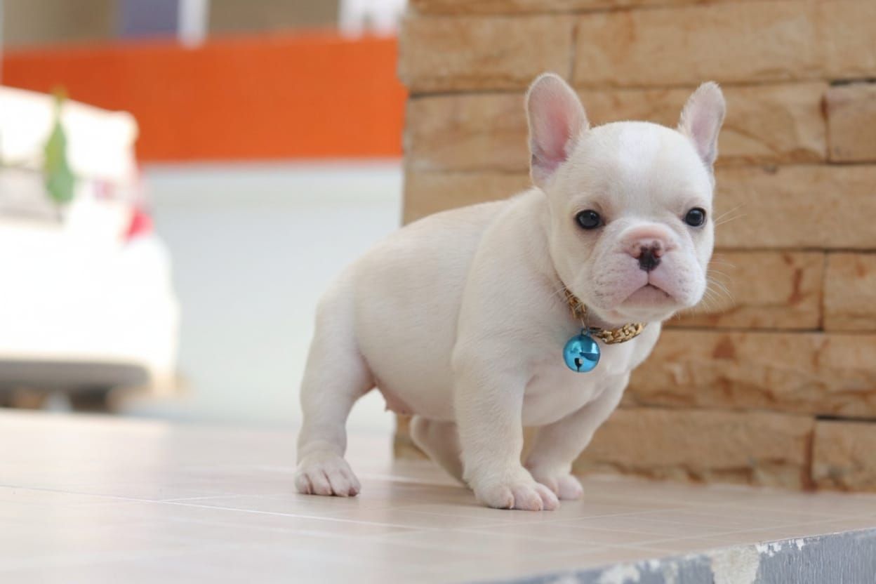 French Bulldog 法斗