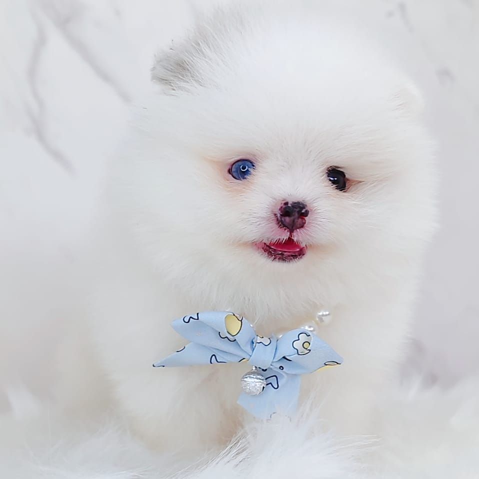 Pomeranian 博美