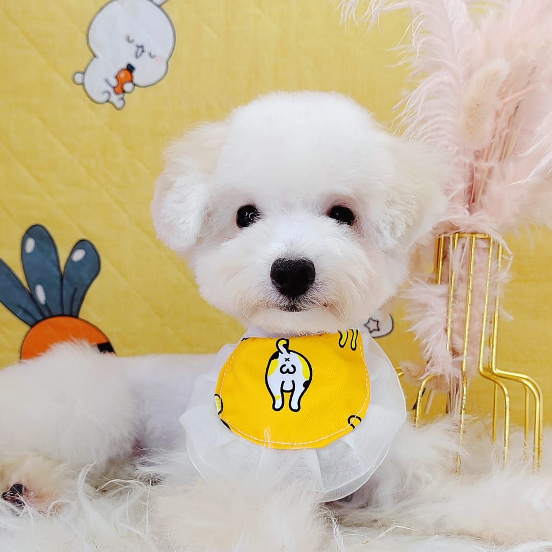 Poodle 娉拌开璐靛