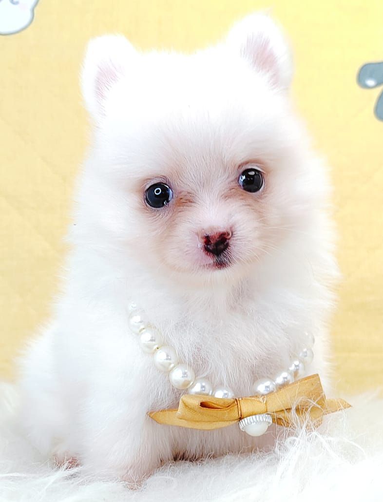 Chihuahua 吉娃娃