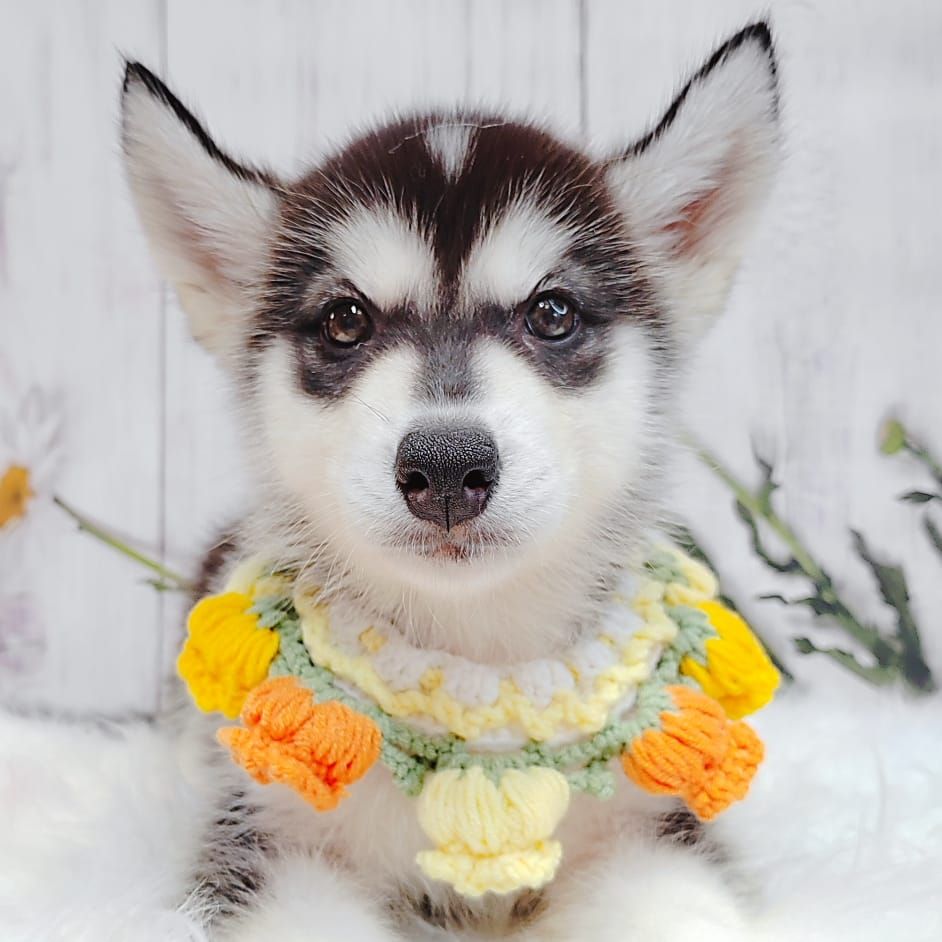 Alaskan Husky 阿拉斯加哈士奇