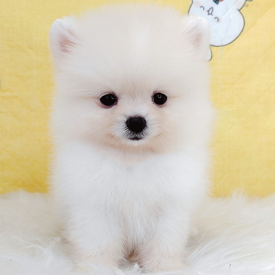 Pomeranian 博美