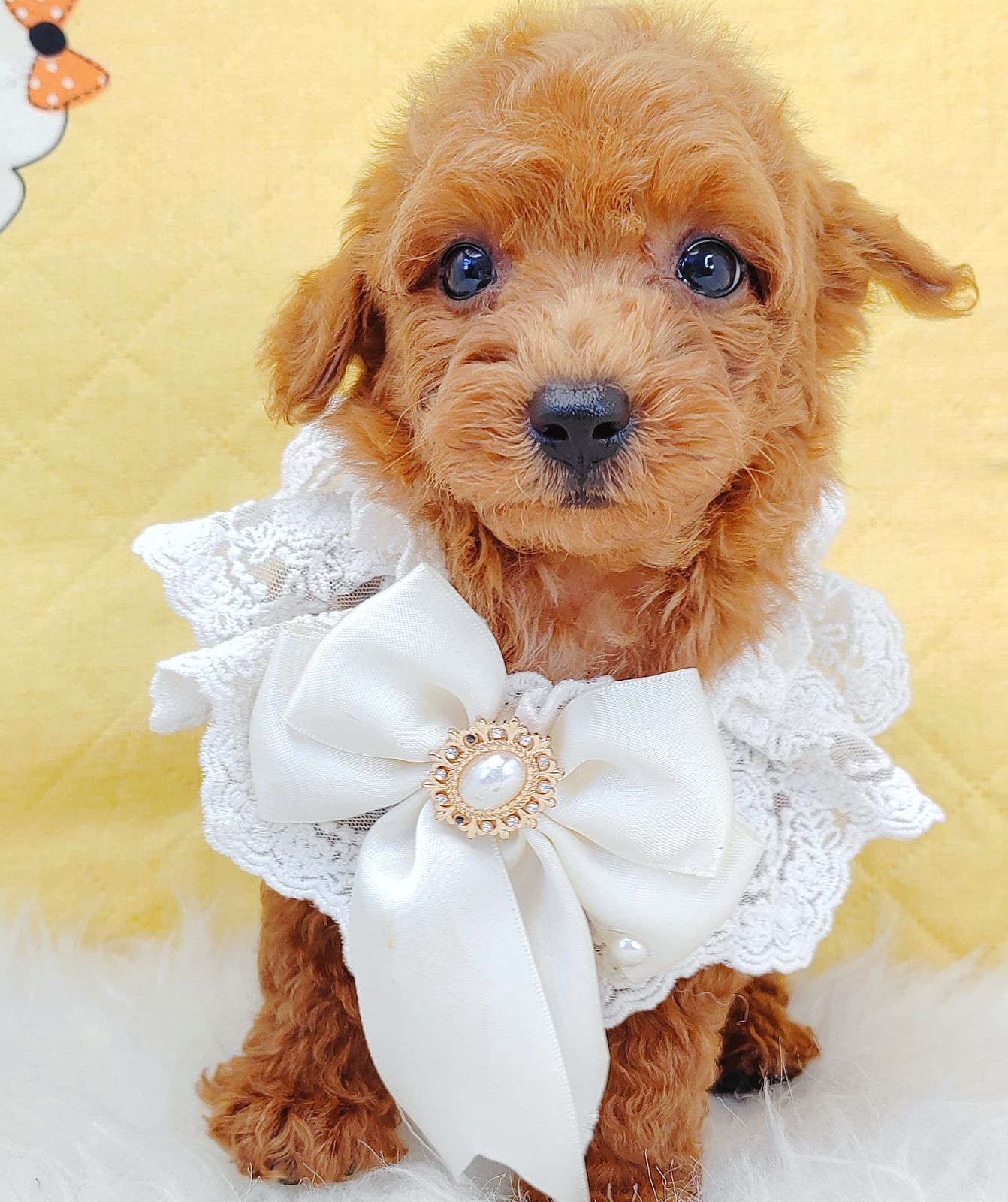 Poodle 璐靛娉拌开
