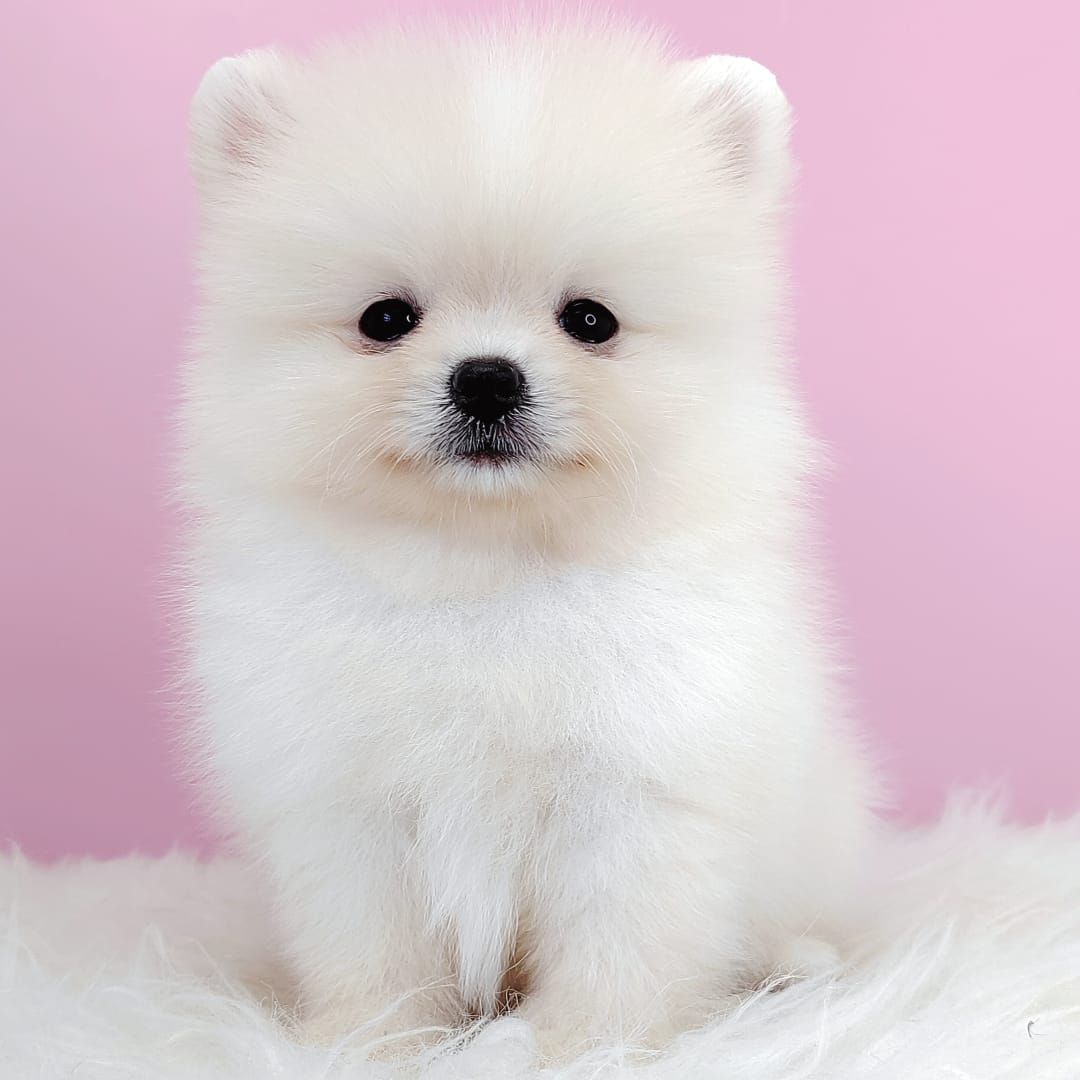 Pomeranian 博美