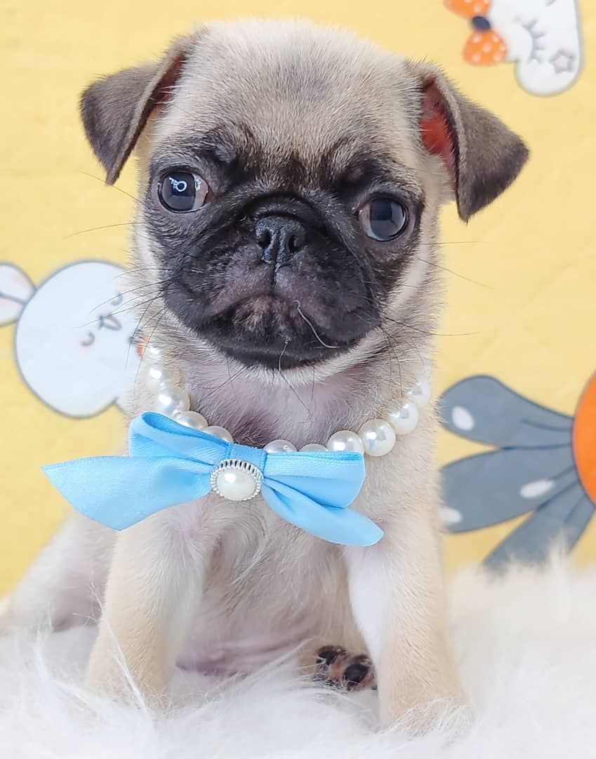 Pug 巴哥