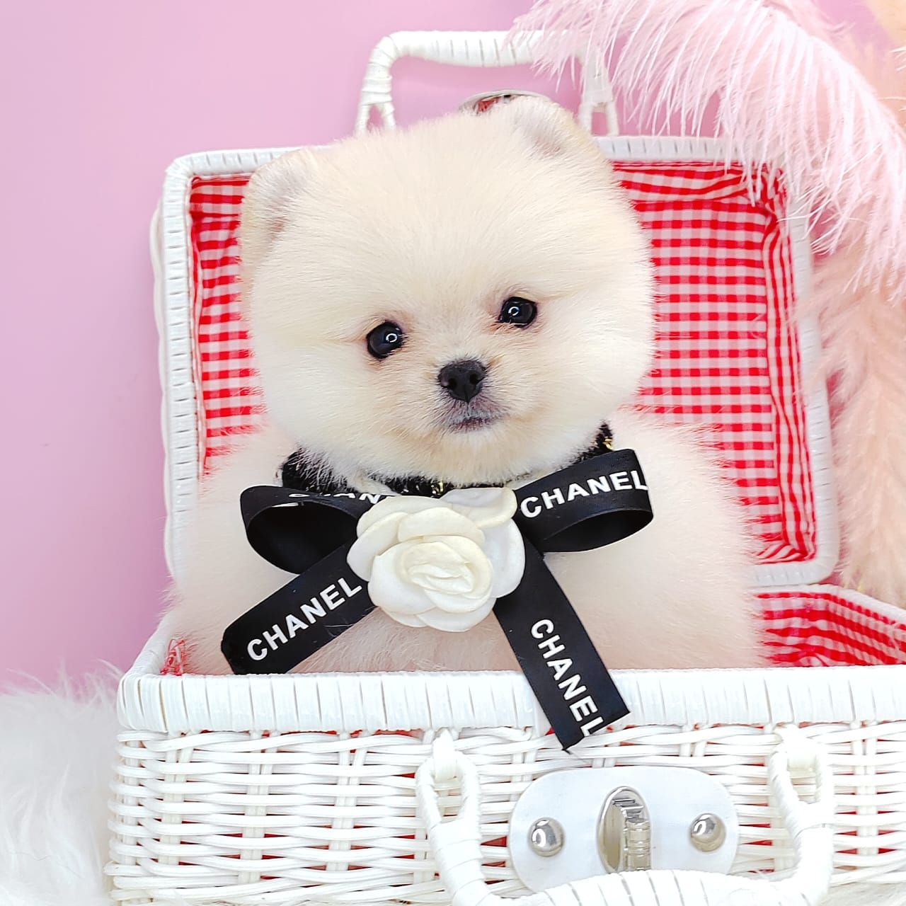 Pomeranian 博美