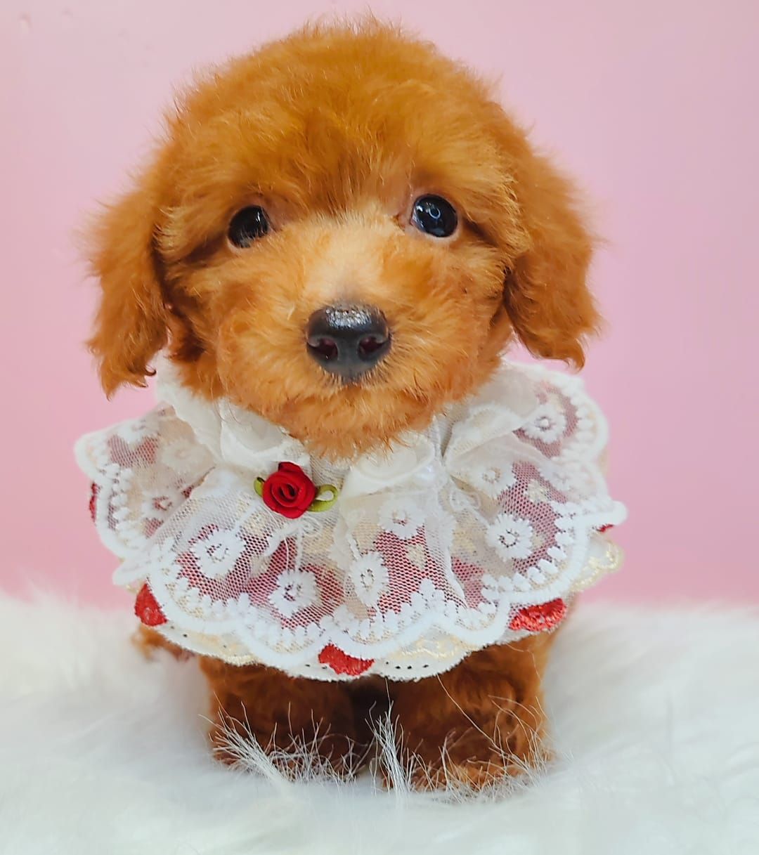 Poodle 娉拌开璐靛