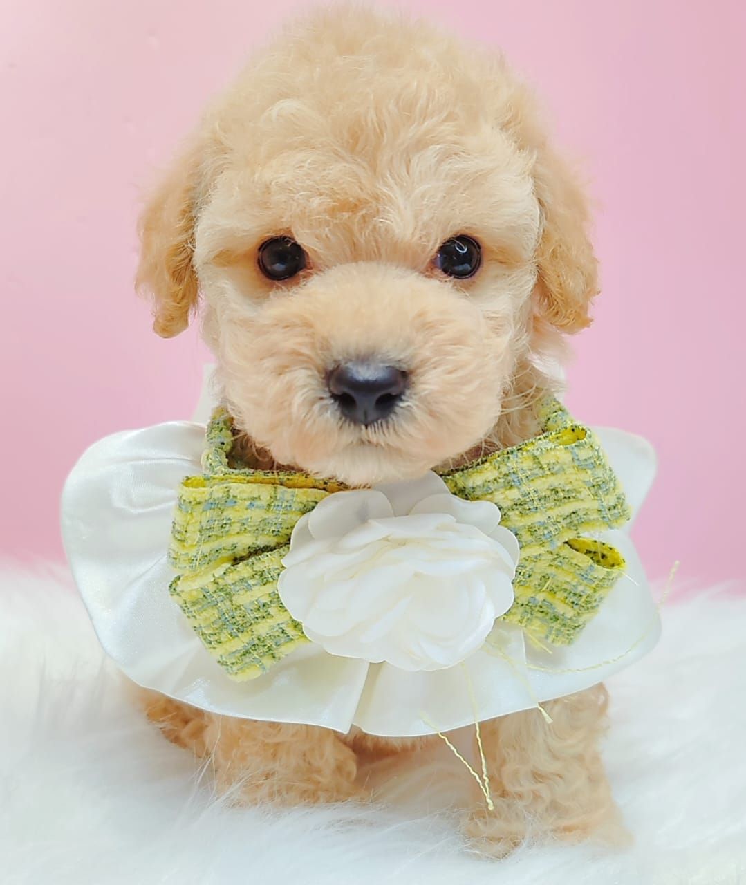 Maltipoo 马尔泰迪