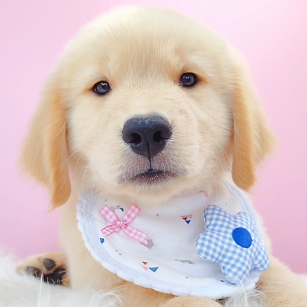 Golden Retriever 黄金猎犬