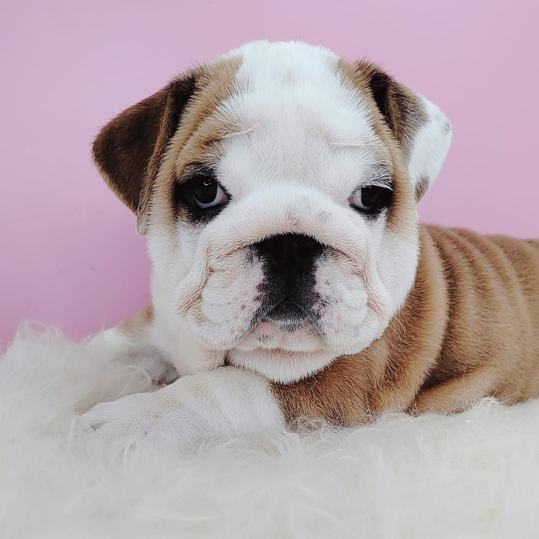 English Bulldog 英国斗牛犬