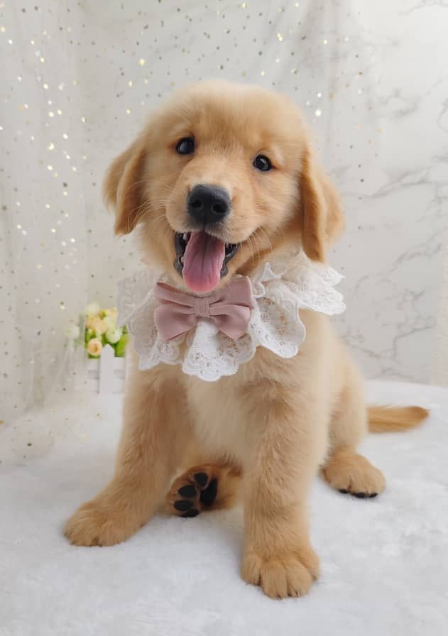 Golden Retriever 黄金猎犬