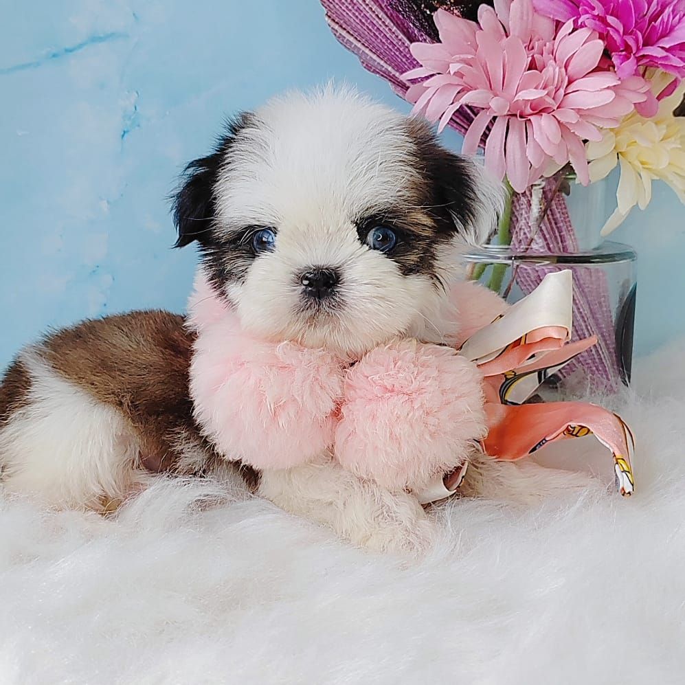 Shih Tzu 西施