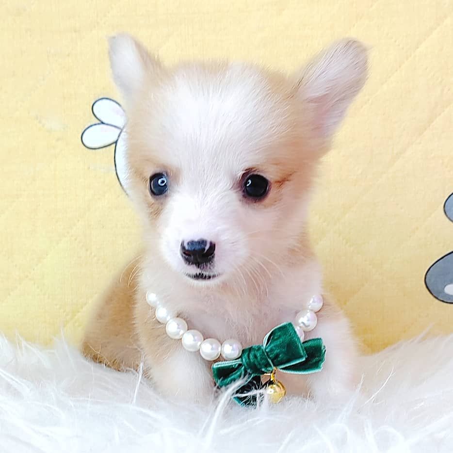 Corgi 柯基