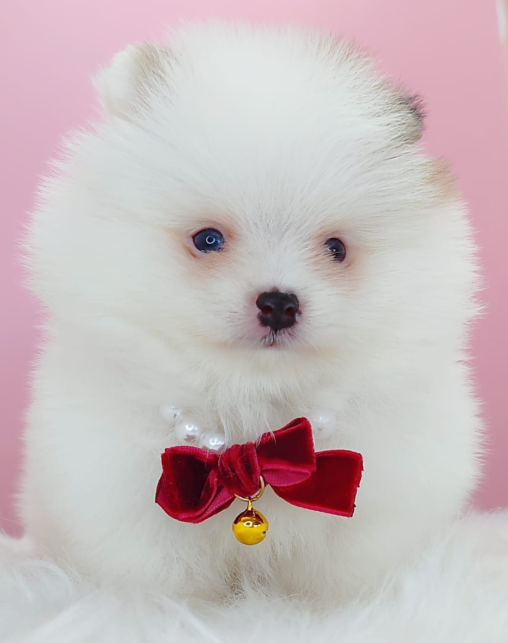 Pomeranian 博美