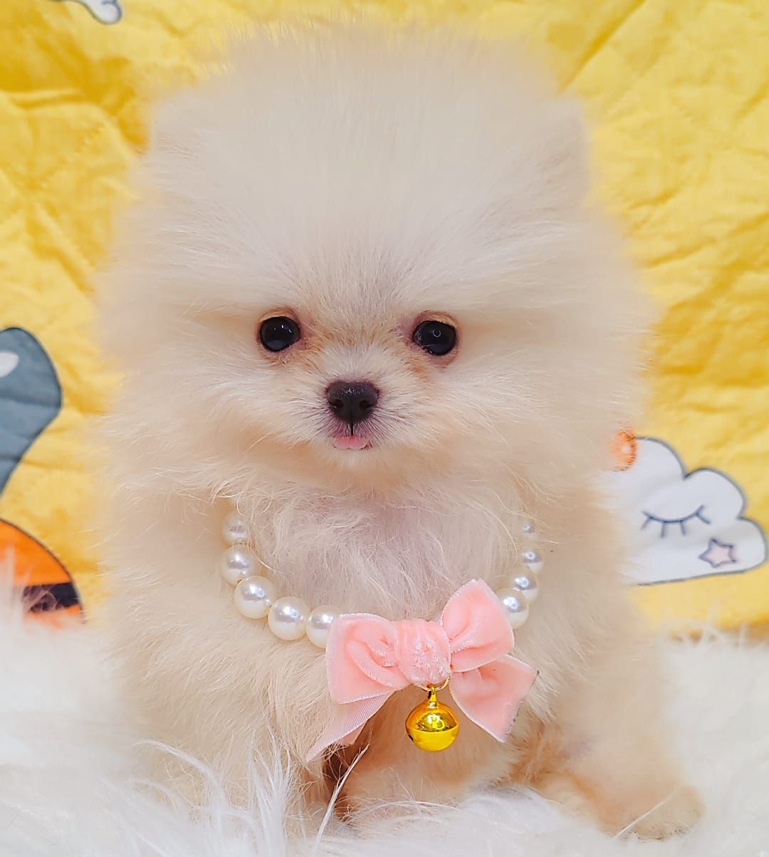 Pomeranian 博美