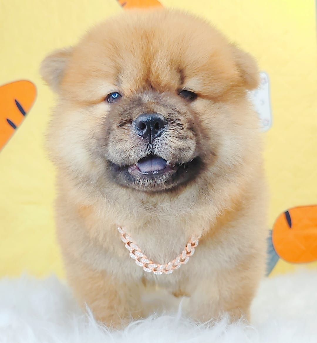 Chow Chow 松狮犬