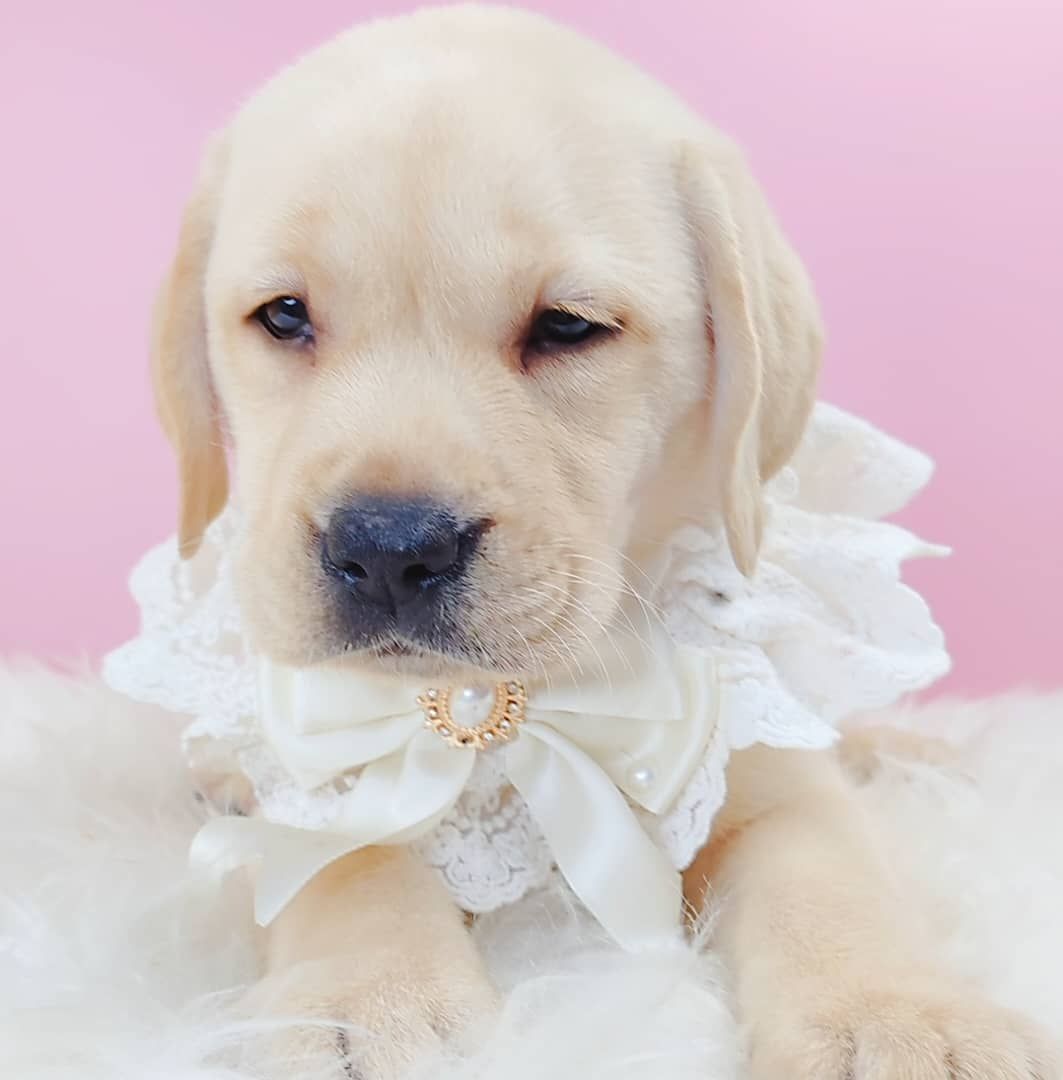 Labrador Retriever 拉布拉多