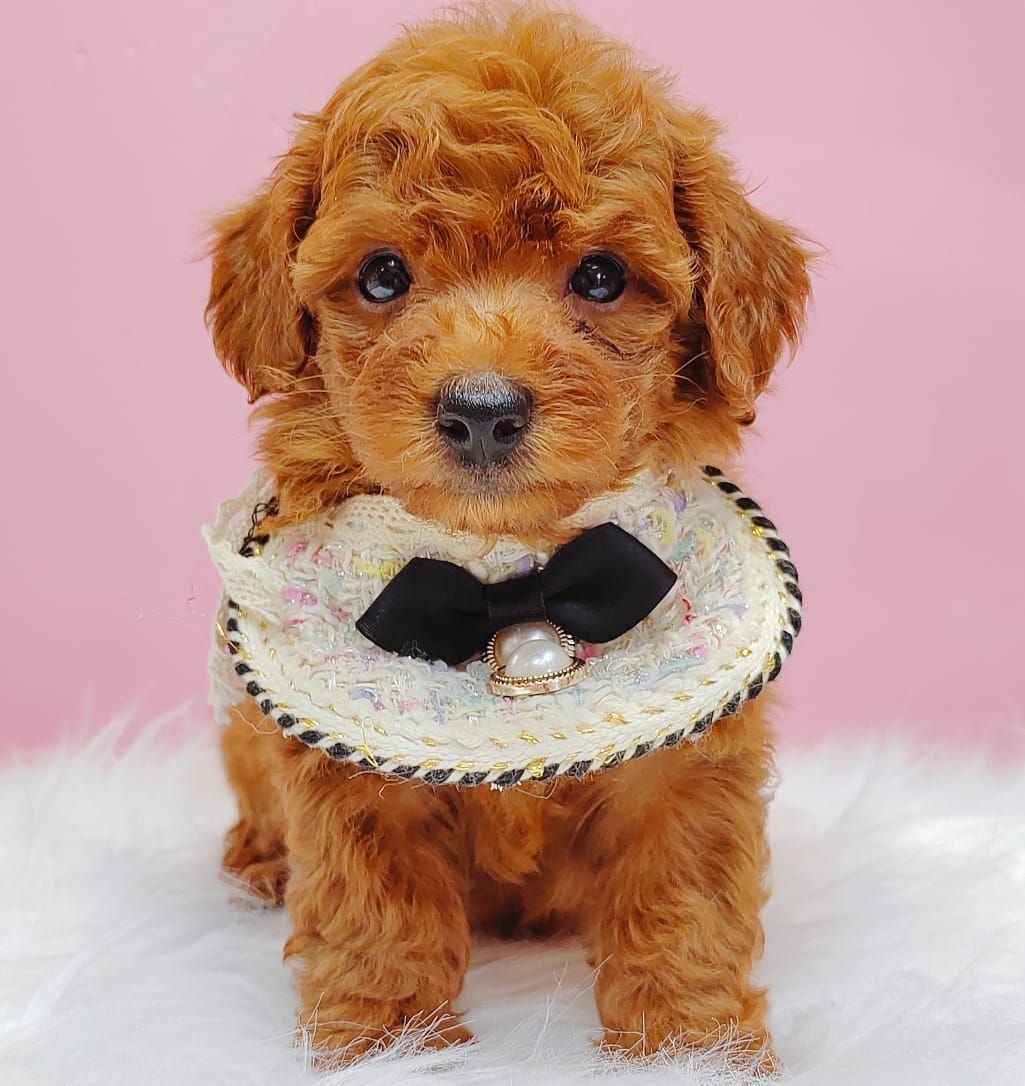 Poodle 娉拌开璐靛