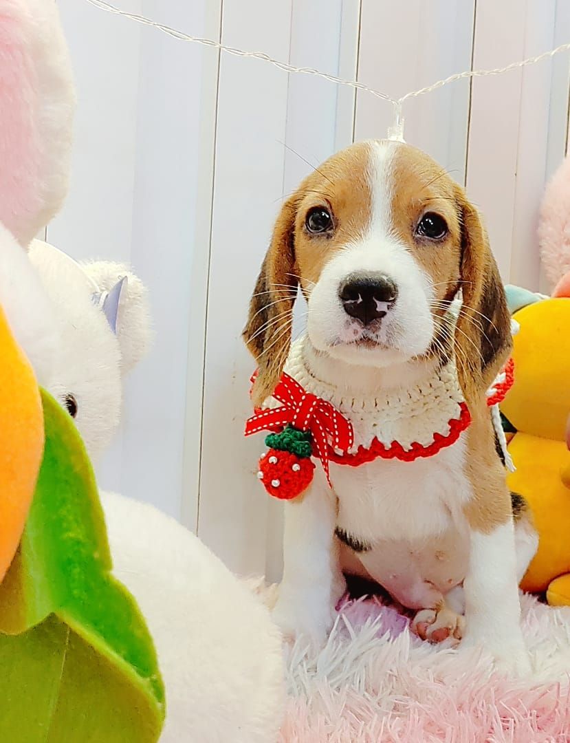 Beagle 米格鲁