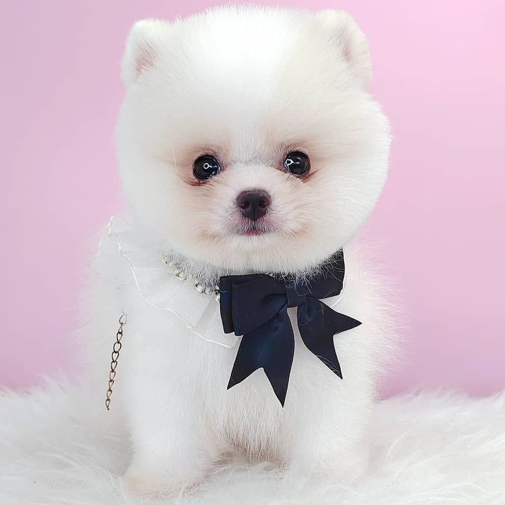 Pomeranian 博美
