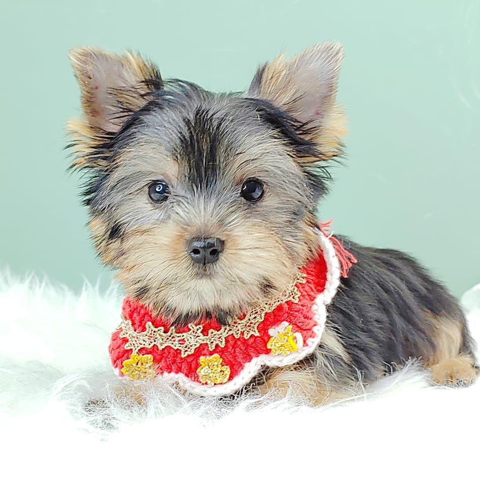 Yorkshire Terrier 约克夏