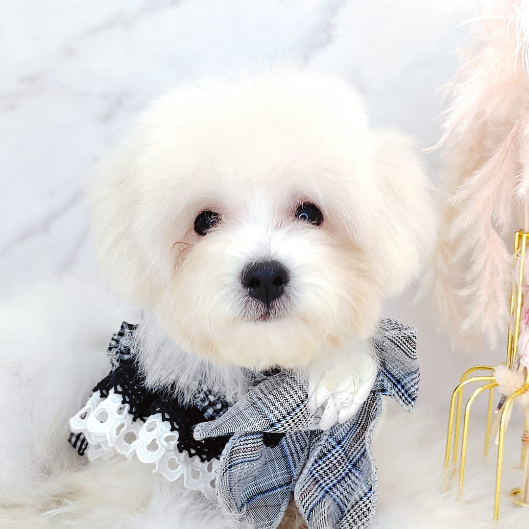 Maltipoo 马尔泰迪