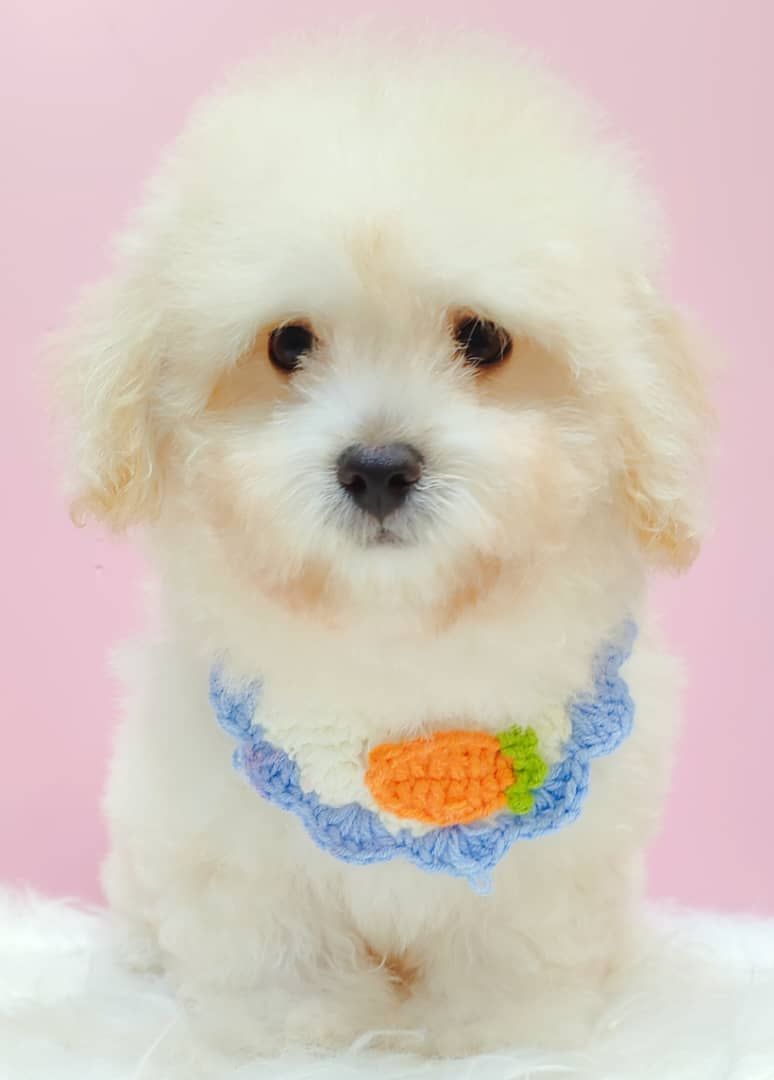 Poodle 娉拌开璐靛