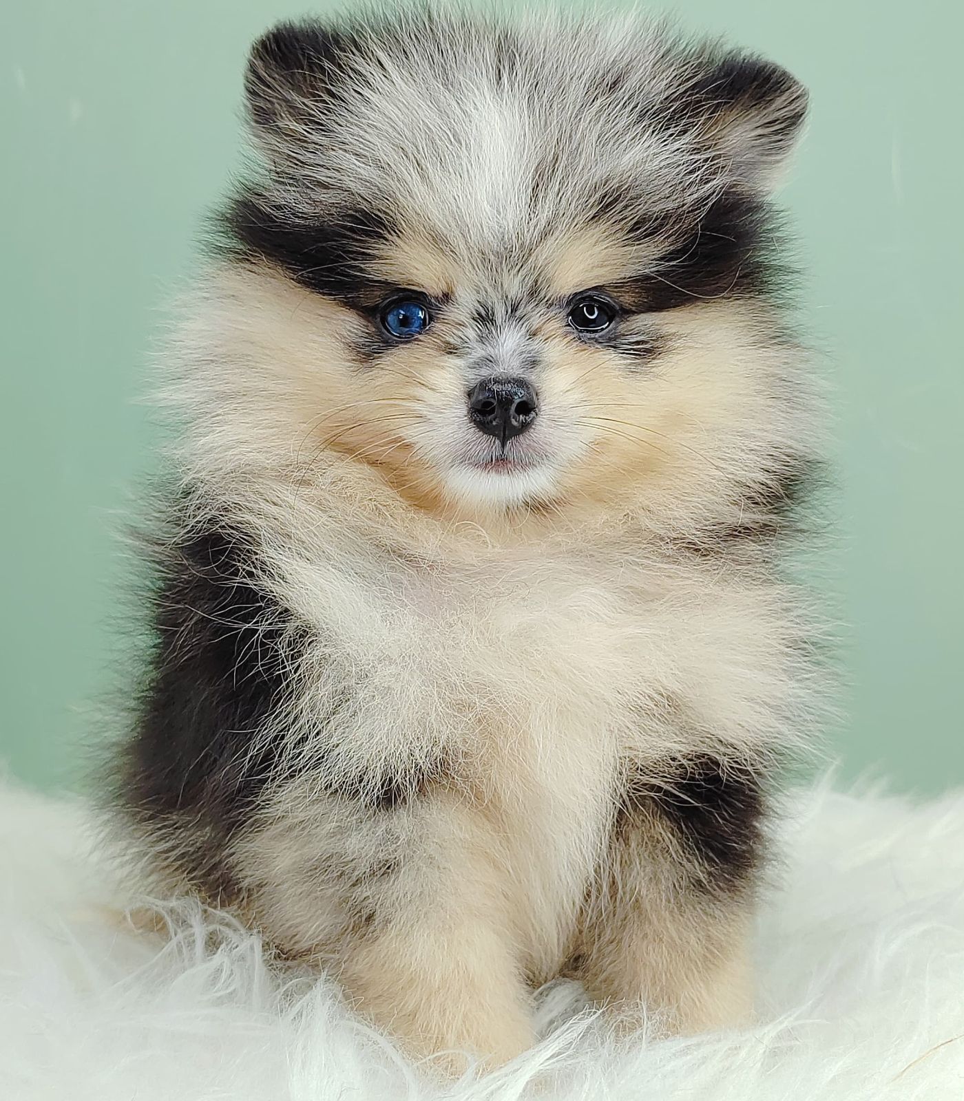 Pomeranian 博美