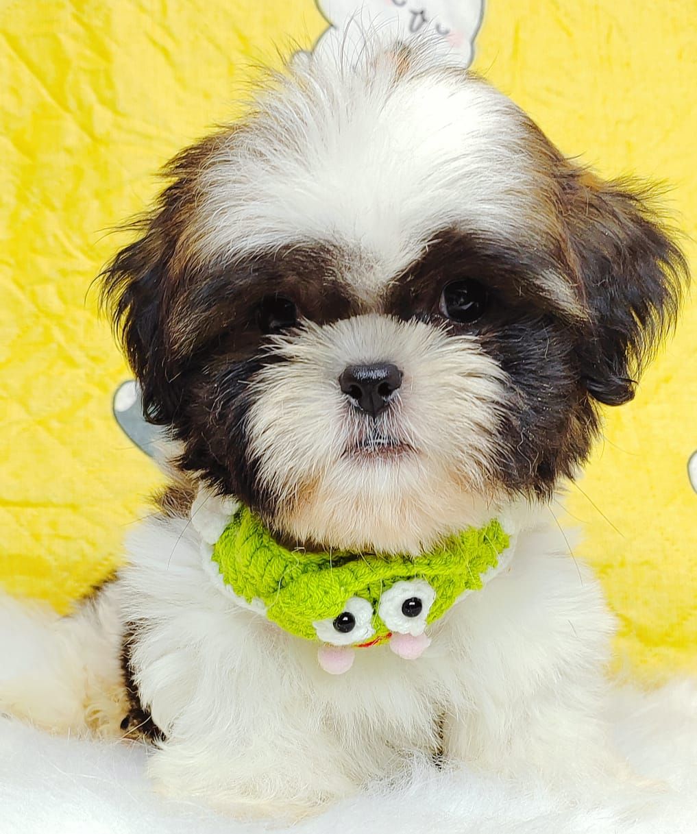 Shih Tzu 西施