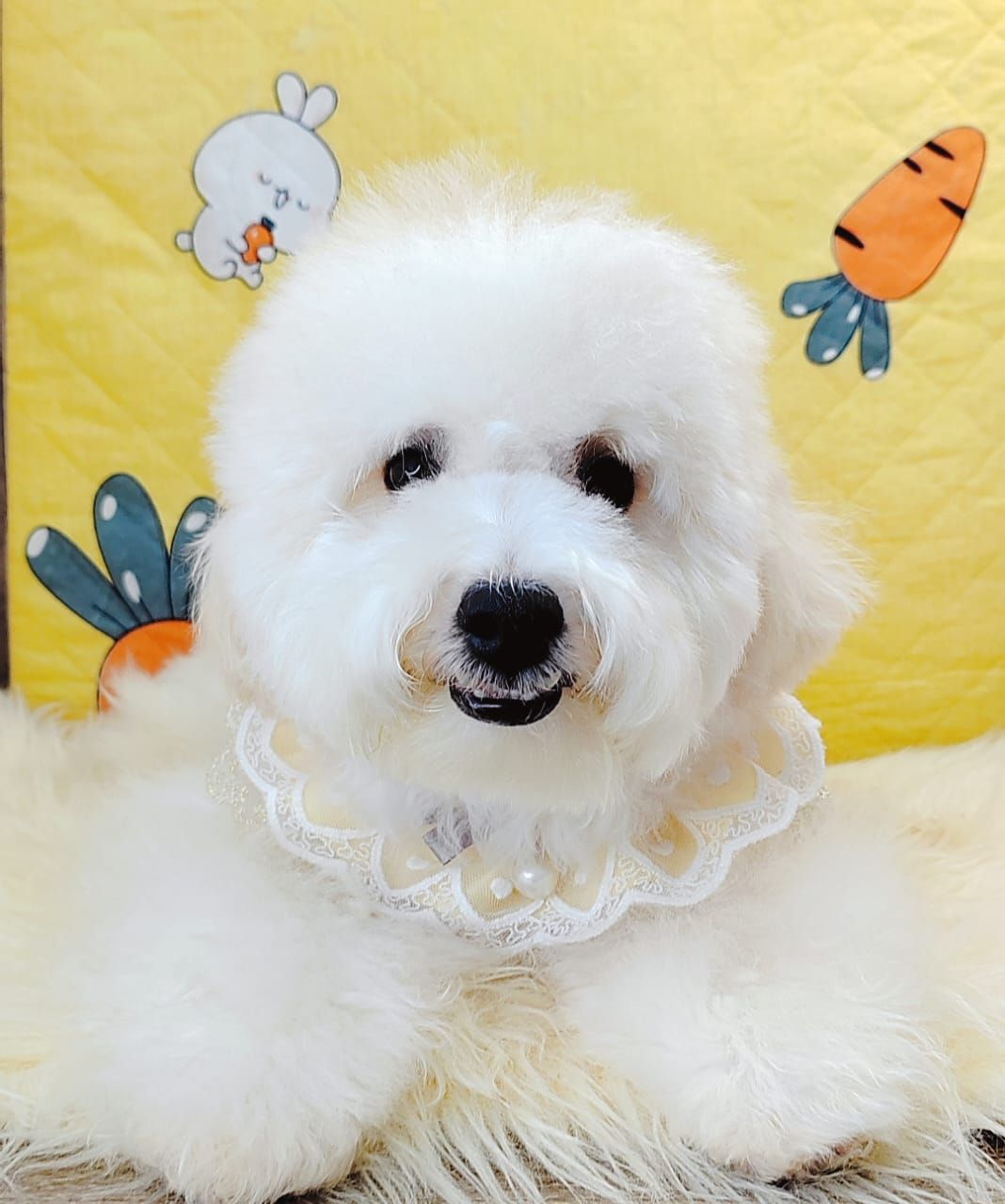 Maltipoo 马尔泰迪