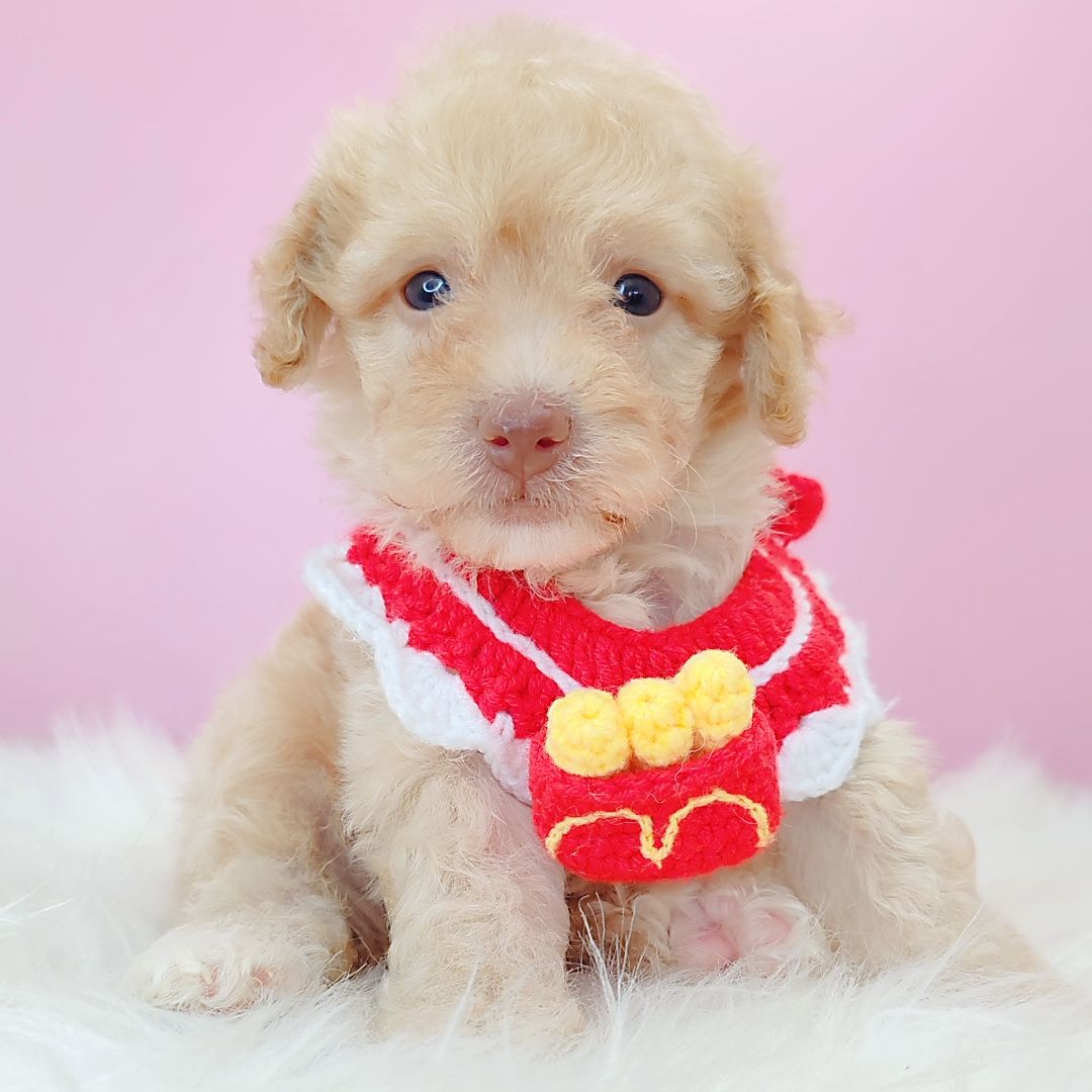Poodle 娉拌开璐靛