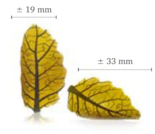 CURVY LEAF YELLOW