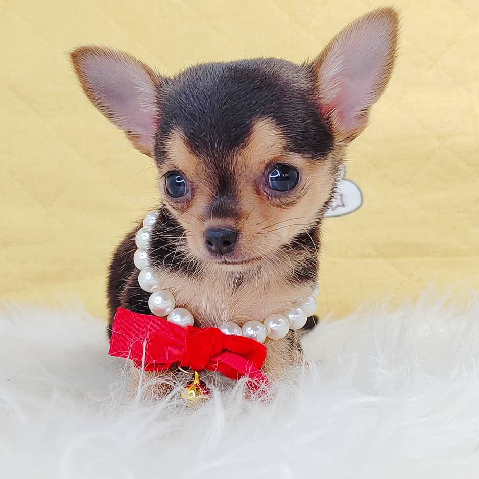 Chihuahua 吉娃娃
