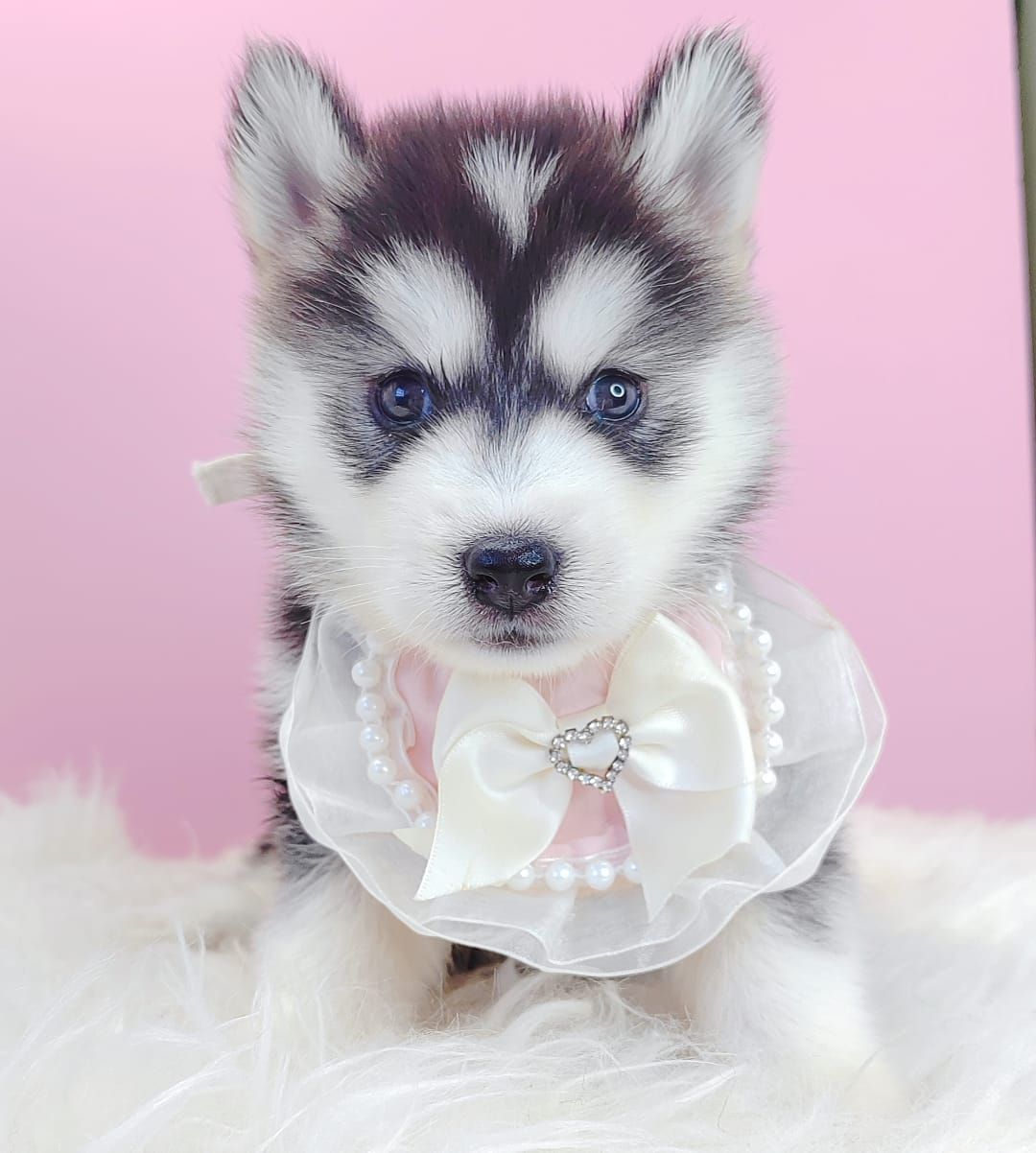 Pomsky 博士奇