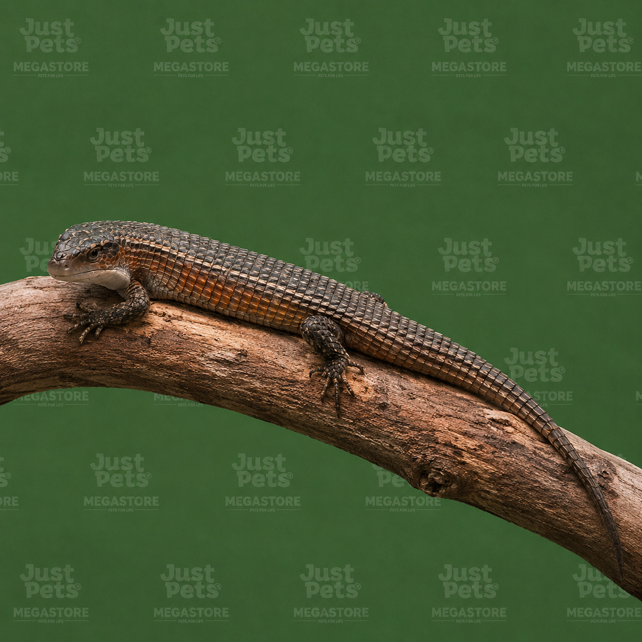 Sudan Plated Lizard
