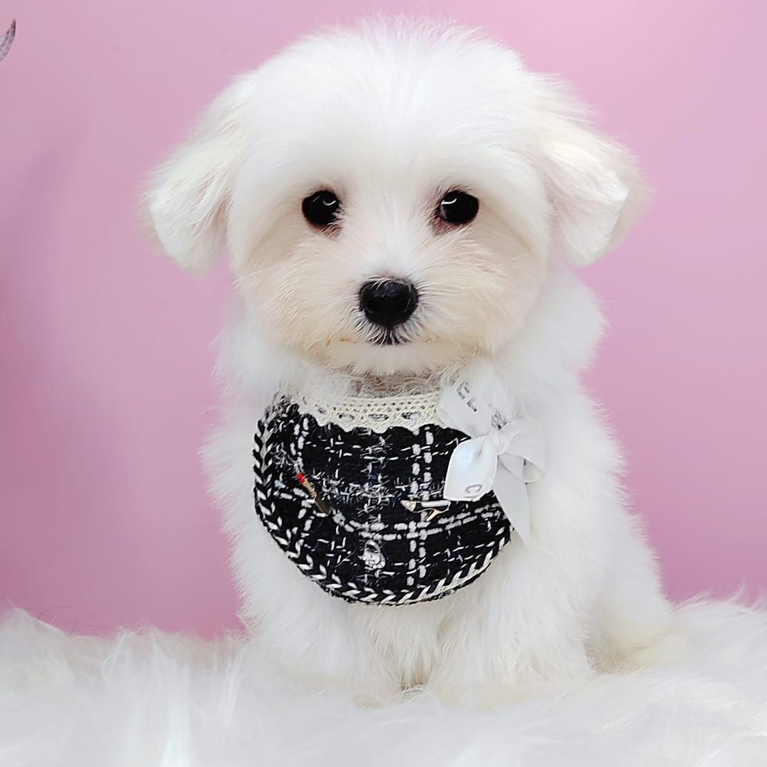 Maltipoo 马尔泰迪