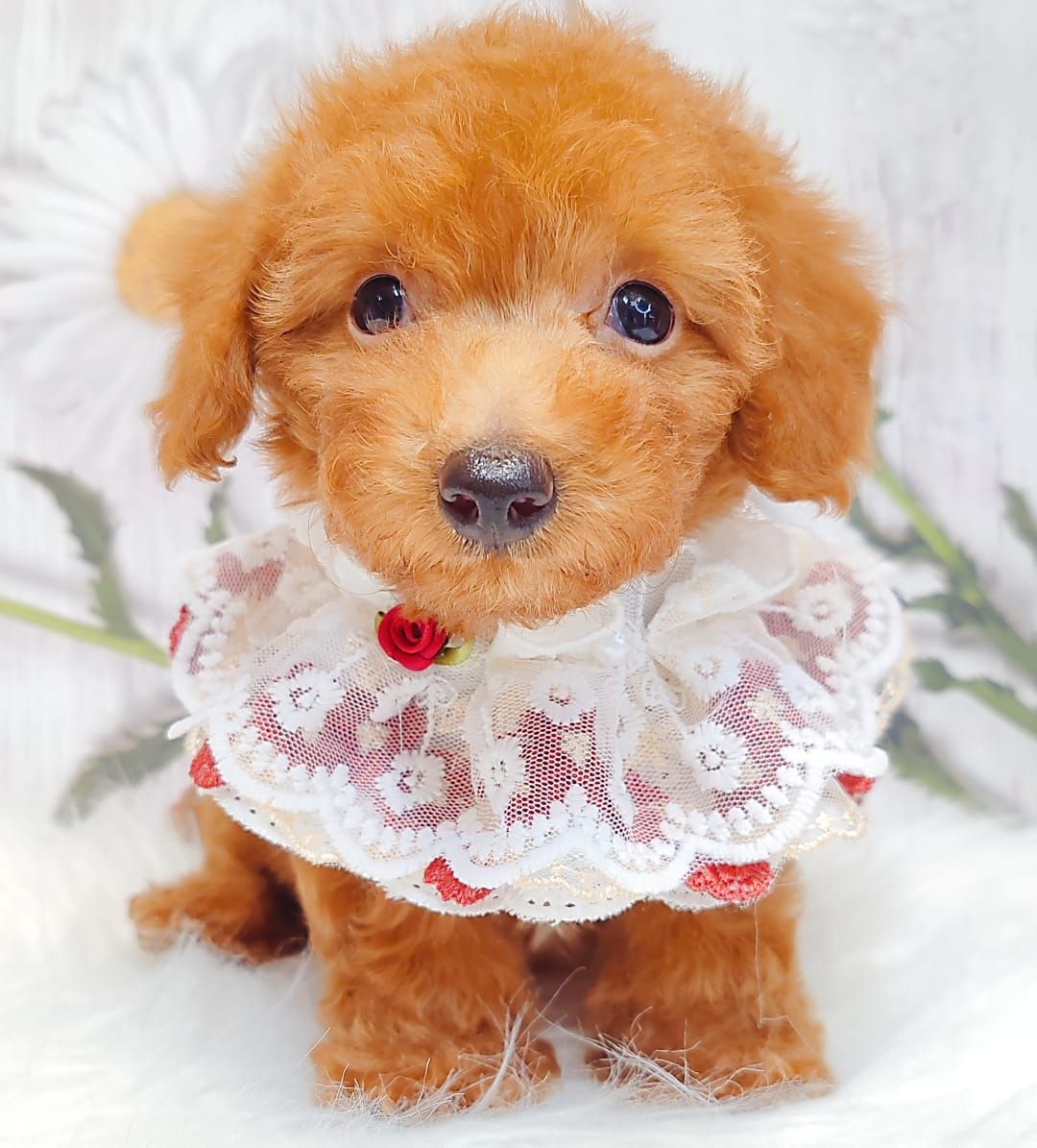 Poodle 娉拌开璐靛