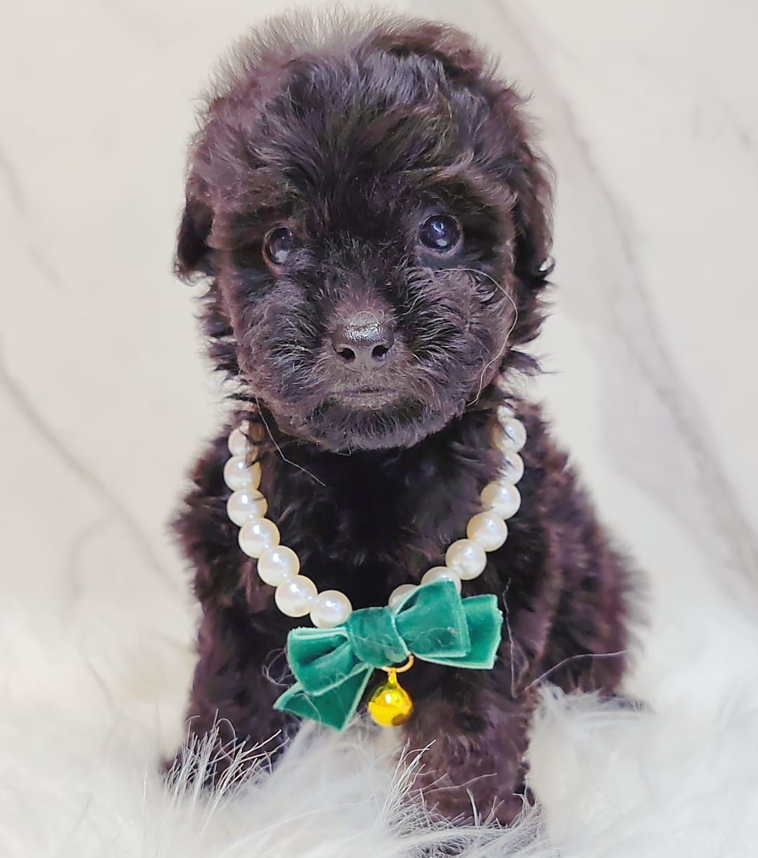 Poodle 璐靛娉拌开
