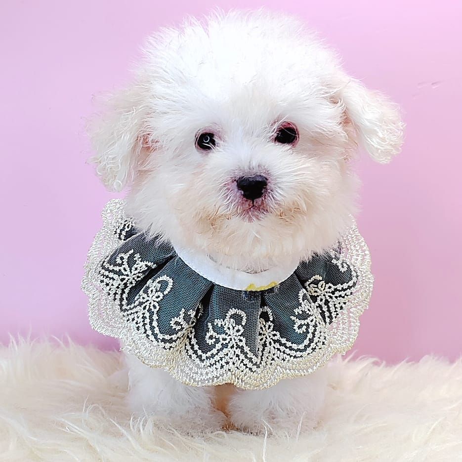 Poodle 娉拌开璐靛