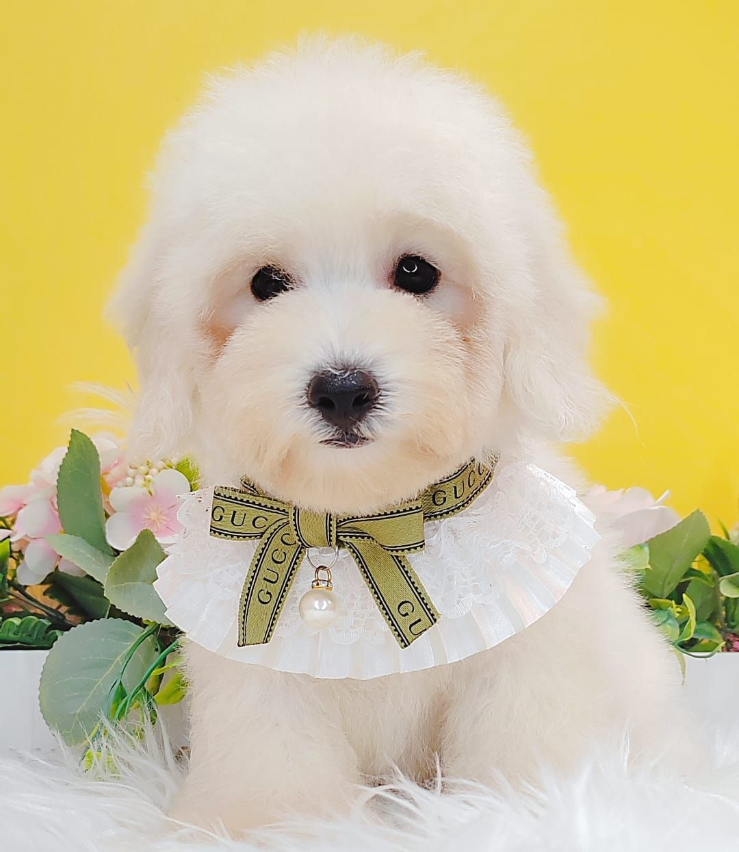 Poodle 娉拌开璐靛