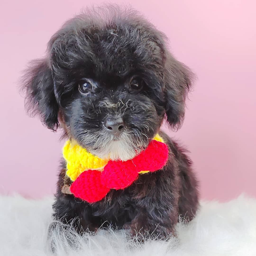 Poodle 娉拌开璐靛